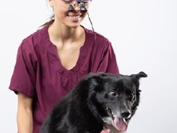 Přínos lup a LED světel pro veterináře - Jin Chang PhD